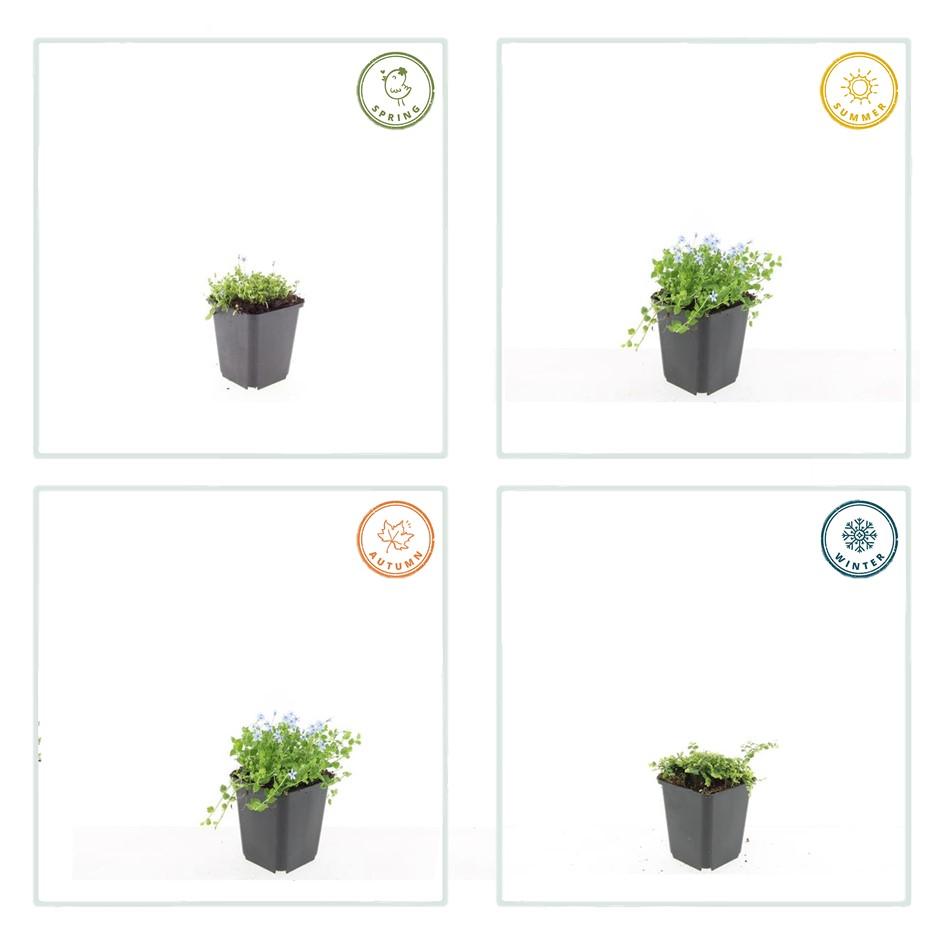 12x Isotoma fluviatilis 'Alba' – 10–25 cm – Ø 9