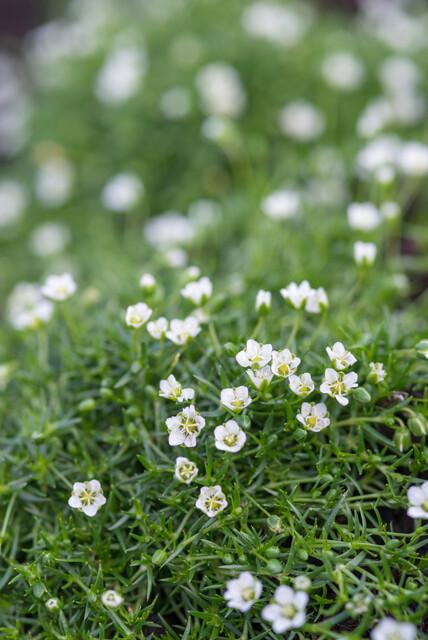 60x Sagina subulata – 10–25 cm – Ø 9