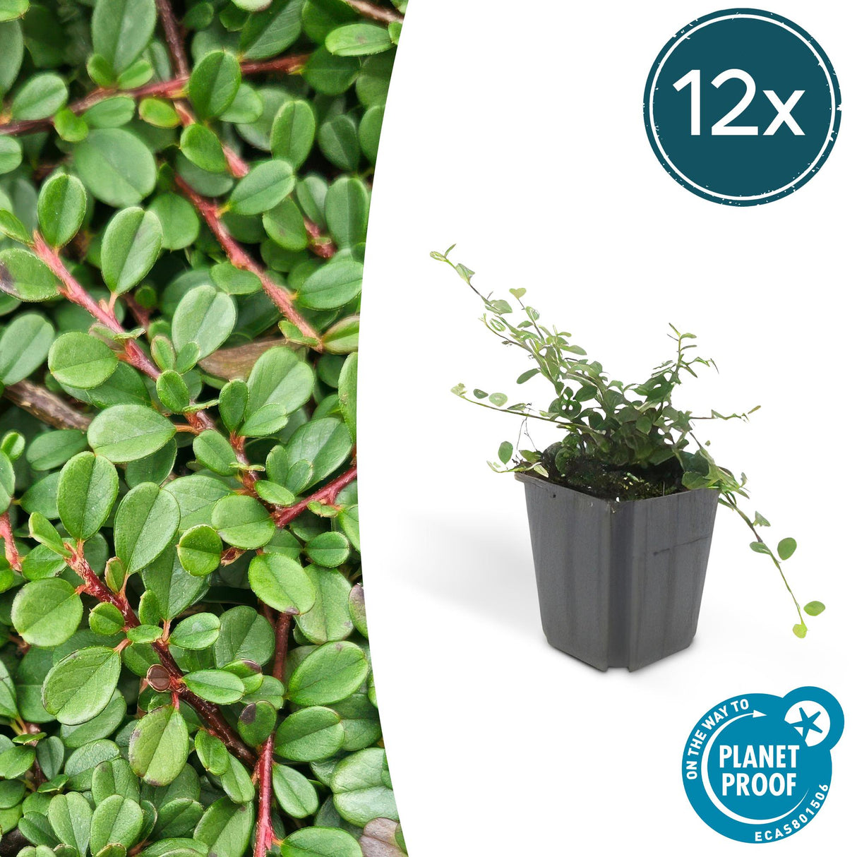 12x Cotoneaster pr. 'Streib's Findling' – 10–25 cm – Ø 9