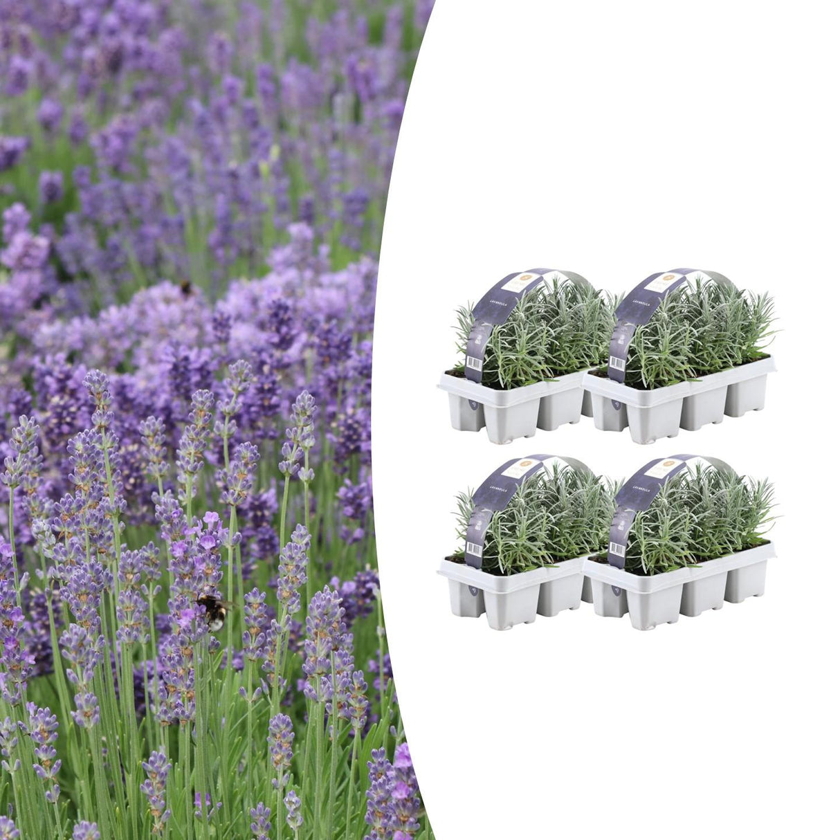4x 6er-Pack Lavendel angustifolia – 15 cm – Ø7