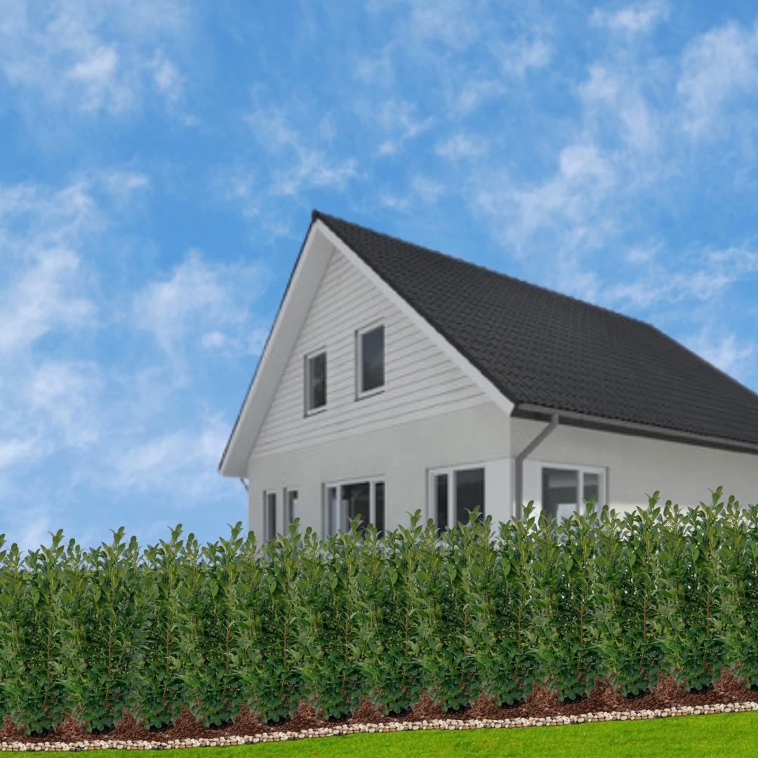 20x Große Lorbeerbeere Rotundifolia für 10 Laufmeter Hecke – 125–150 cm – Ø35