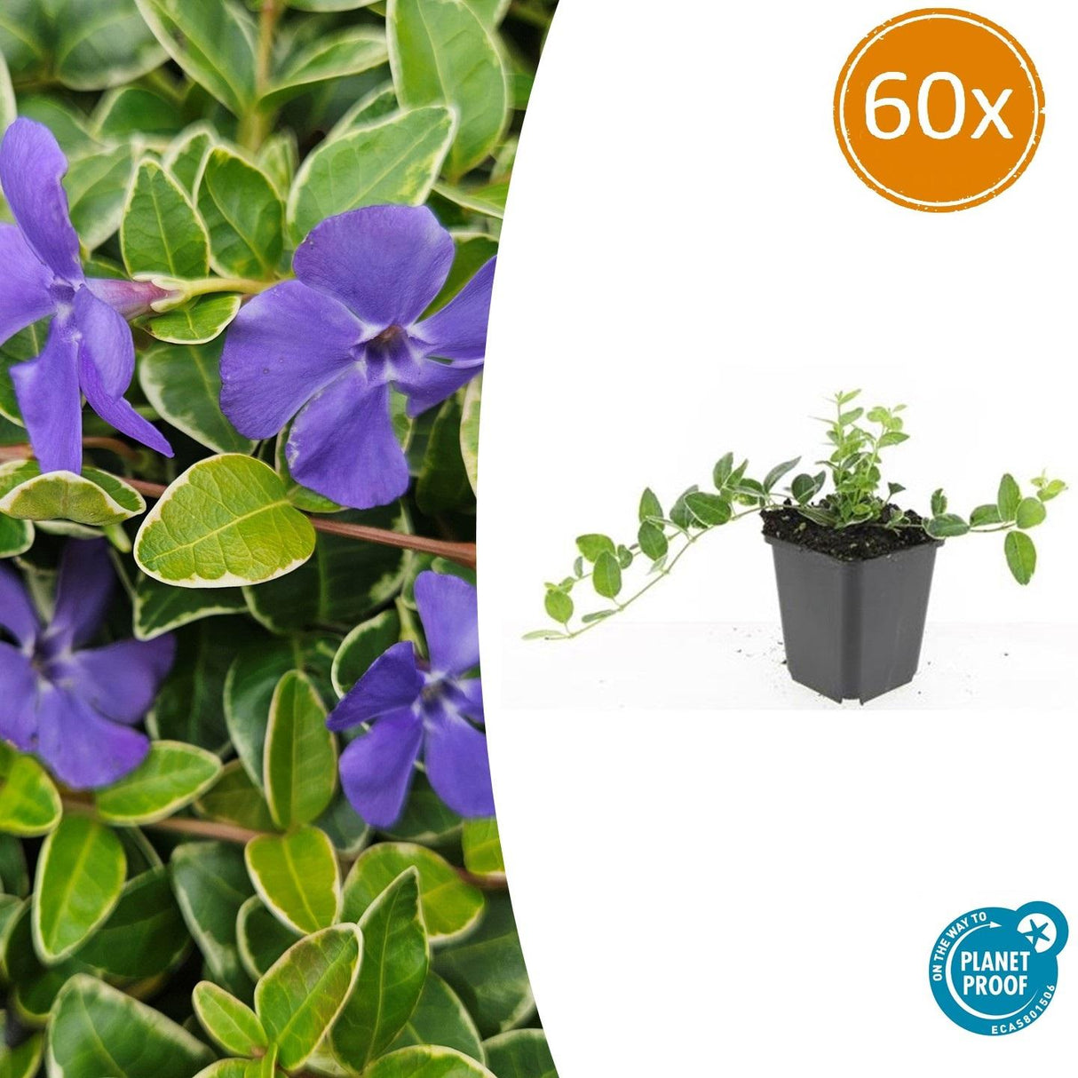 60x Vinca minor 'Ralph Shugert' – 10–25 cm – Ø 9