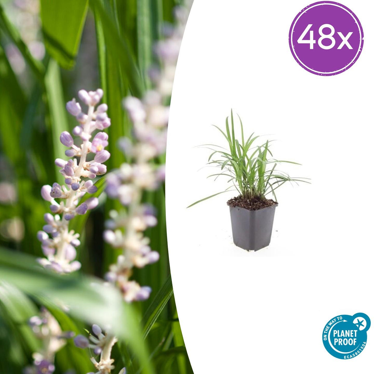 48x Liriope muscari 'Monroe White' – 10–25 cm – Ø 9