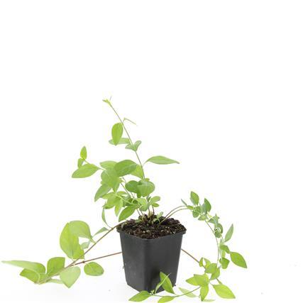 48x Vinca major 'Alba' – 10–25 cm – Ø 9