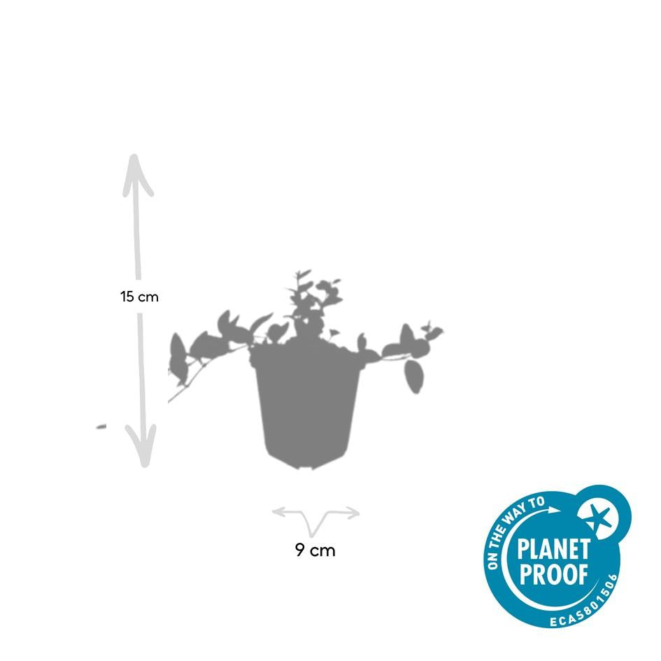 60x Vinca minor 'Ralph Shugert' – 10–25 cm – Ø 9