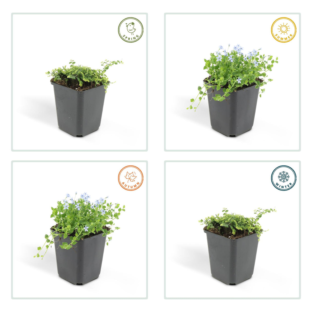 24x Isotoma fluviatilis – 10–25 cm – Ø 9