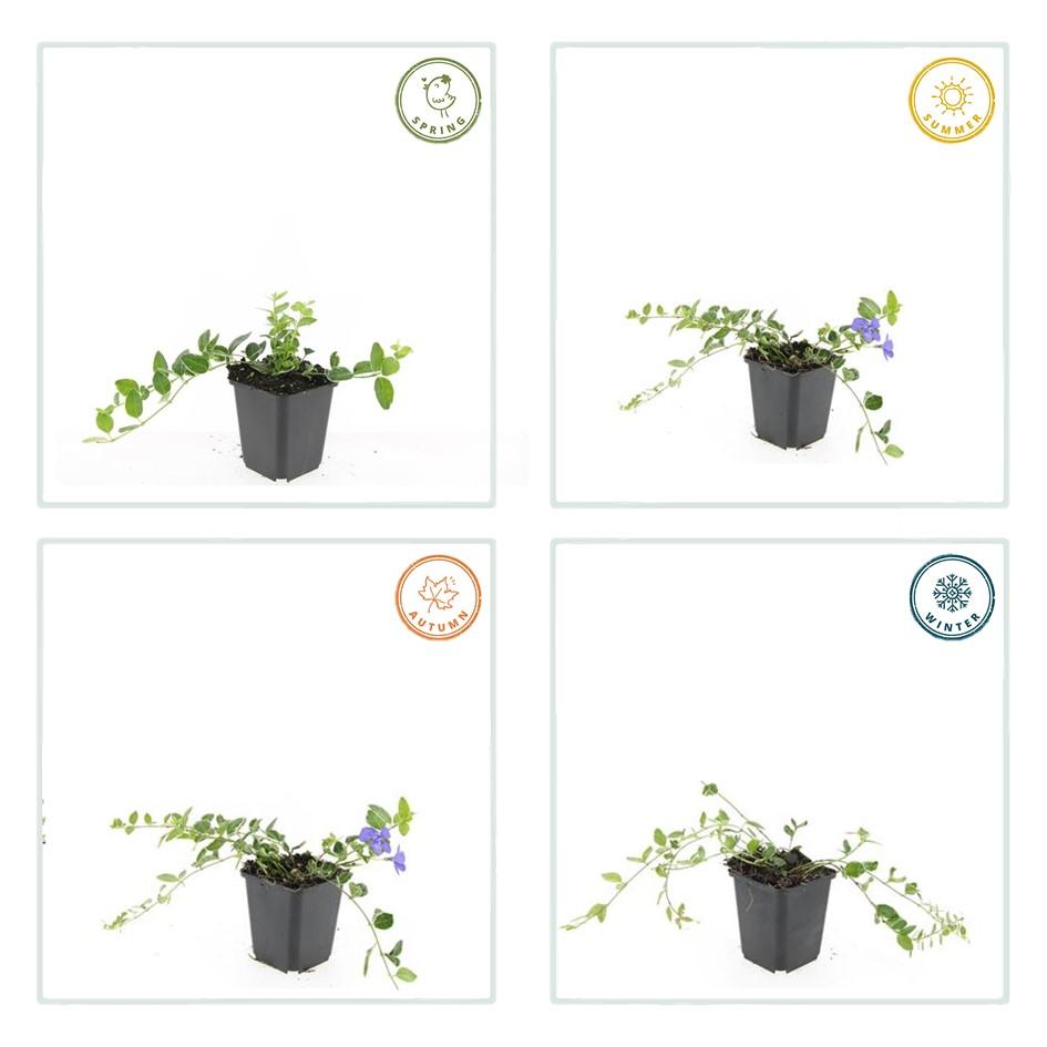 60x Vinca minor 'Ralph Shugert' – 10–25 cm – Ø 9
