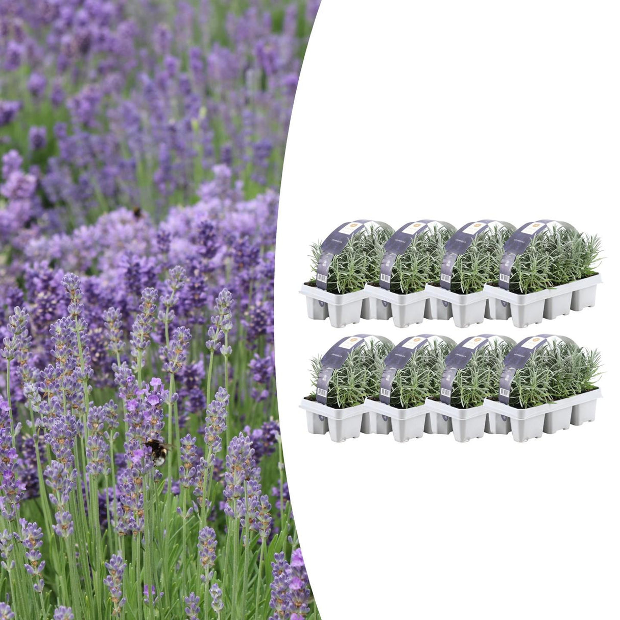8 x 6er-Pack Lavendel angustifolia – 15 cm – Ø7
