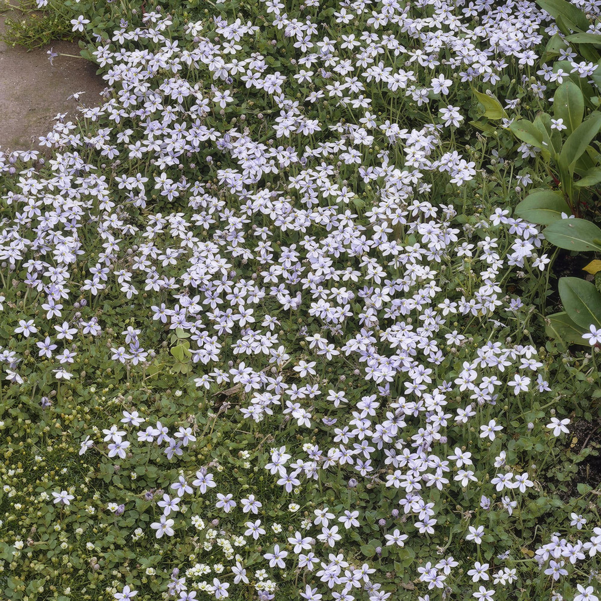 24x Isotoma fluviatilis – 10–25 cm – Ø 9