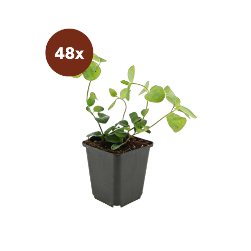 48x Vinca major - 10-25cm - Ø9