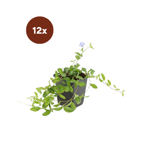 12x Vinca minor 'La Grave' - 10-25cm - Ø9