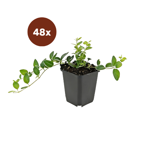 48x Vinca minor 'Ralph Shugert' - 10-25cm - Ø9