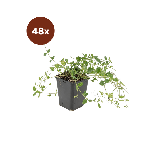 48x Vinca minor 'Gertrude Jekyll' - 10-25cm - Ø9