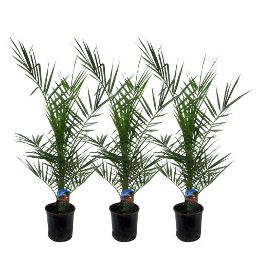 3x Phoenix Canariensis - 80 cm - Ø15