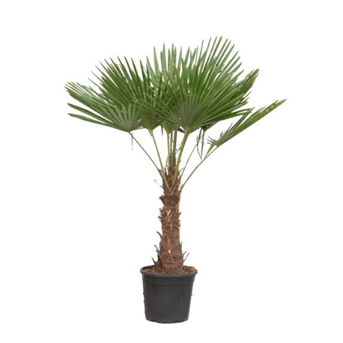 Trachycarpus Fortuneii - 180-200 cm - Ø40