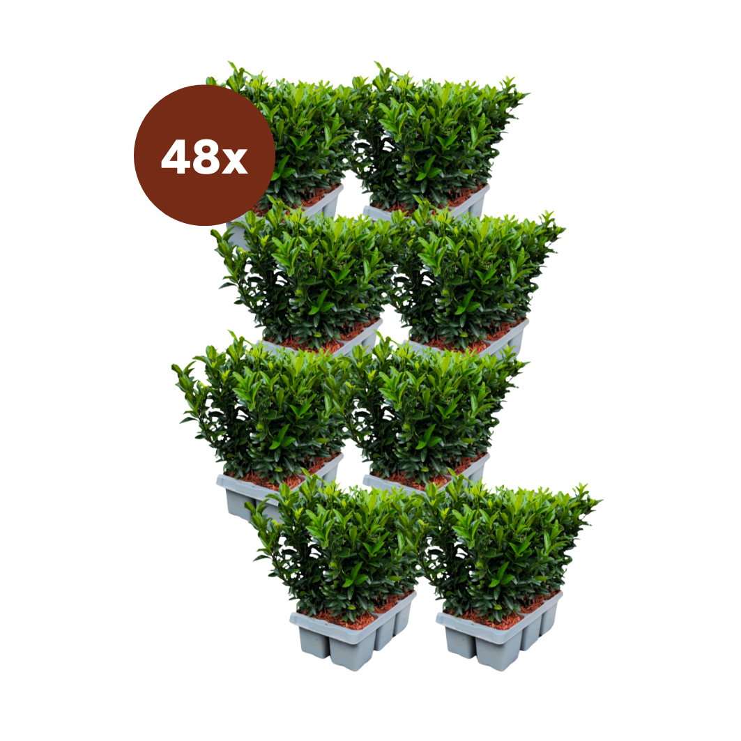 48 x Euonymus 'Green Spire' - 15 cm - Ø7
