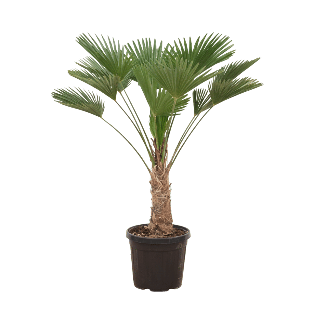 Trachycarpus Wagnerianus - 130 cm - Ø21