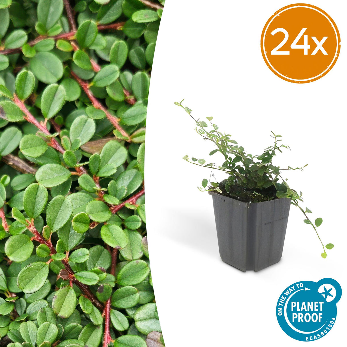 24x Cotoneaster pr. 'Streib's Findling' - 10-25cm - Ø9