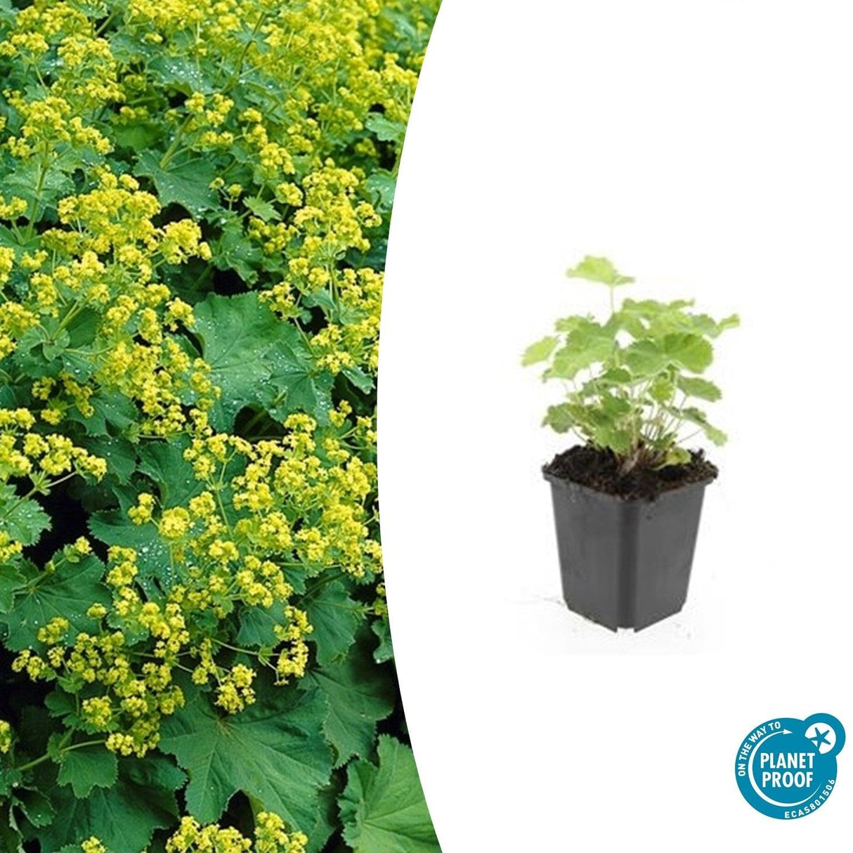 24x Alchemilla mollis - 10-25cm - Ø9