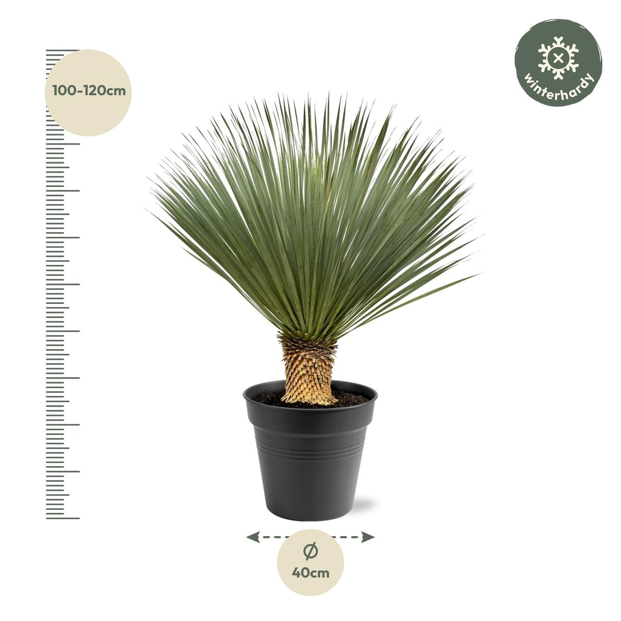 Yucca Rostrata - 100-120 cm - Ø40
