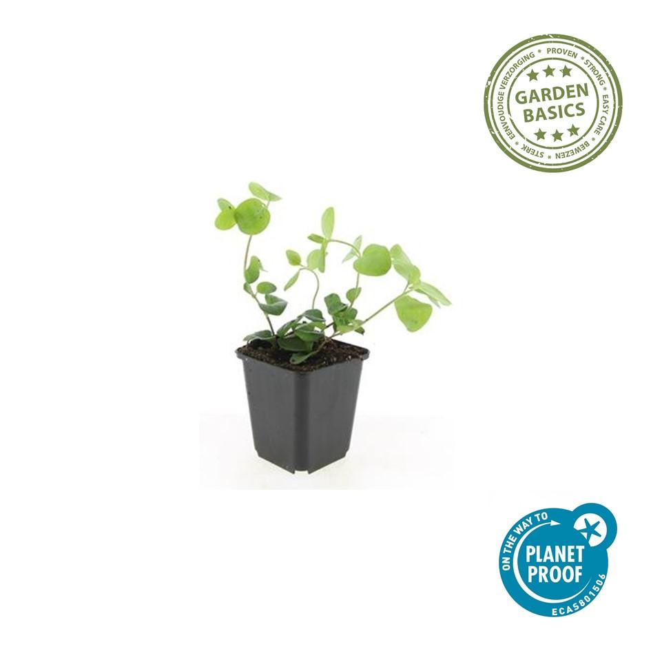 60x Vinca major - 10-25cm - Ø9