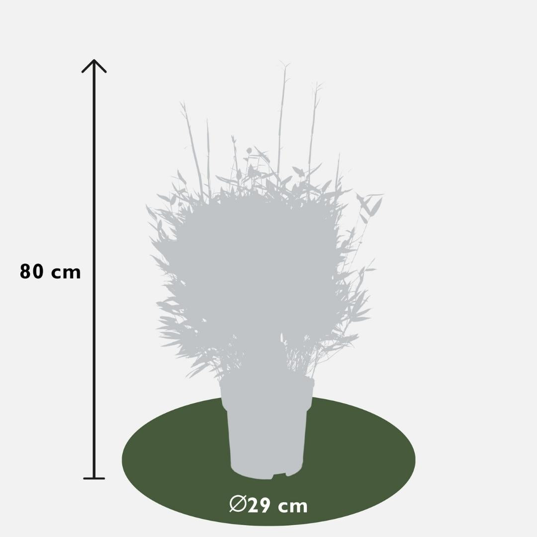 Fargesia Moontears Boobux XL - 70 cm - Ø29