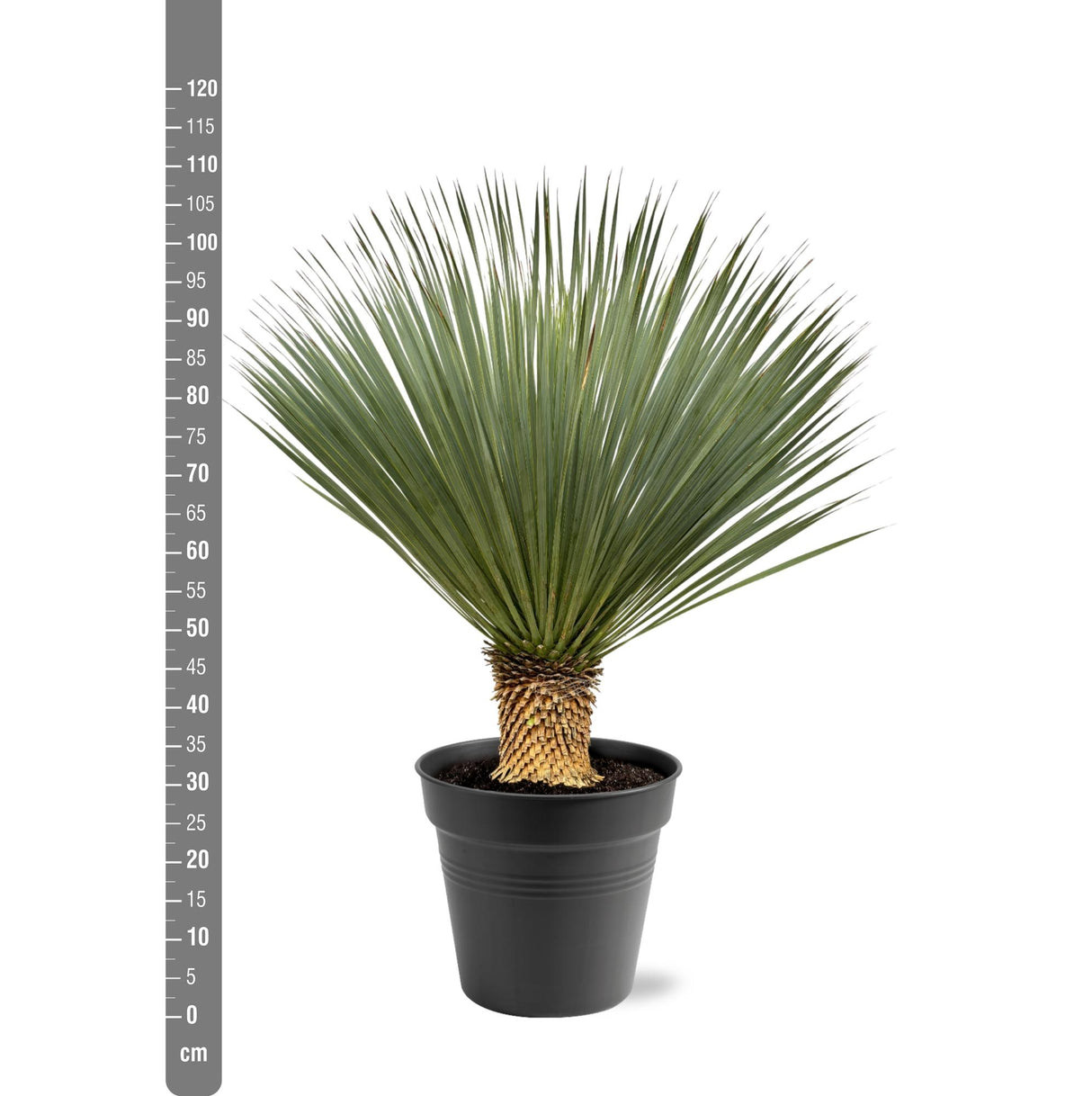 Yucca Rostrata - 100-120 cm - Ø40