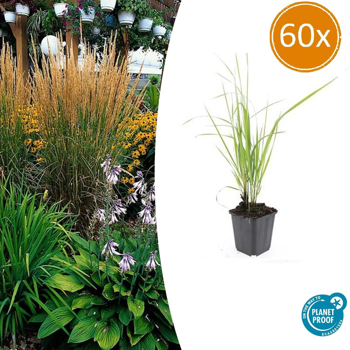60x Calamagrostis acut. 'Karl Foerster' - 10-25cm - Ø9