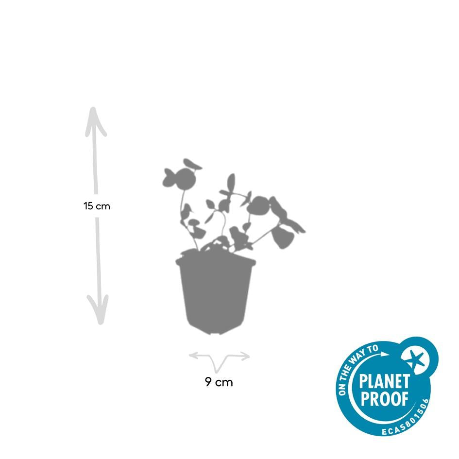 60x Vinca major - 10-25cm - Ø9