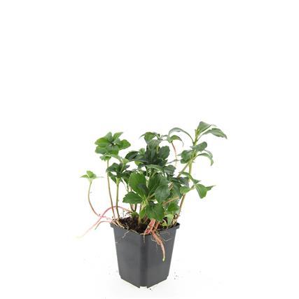 48x Pachysandra term. 'Green Sheen' - 10-25cm - Ø9
