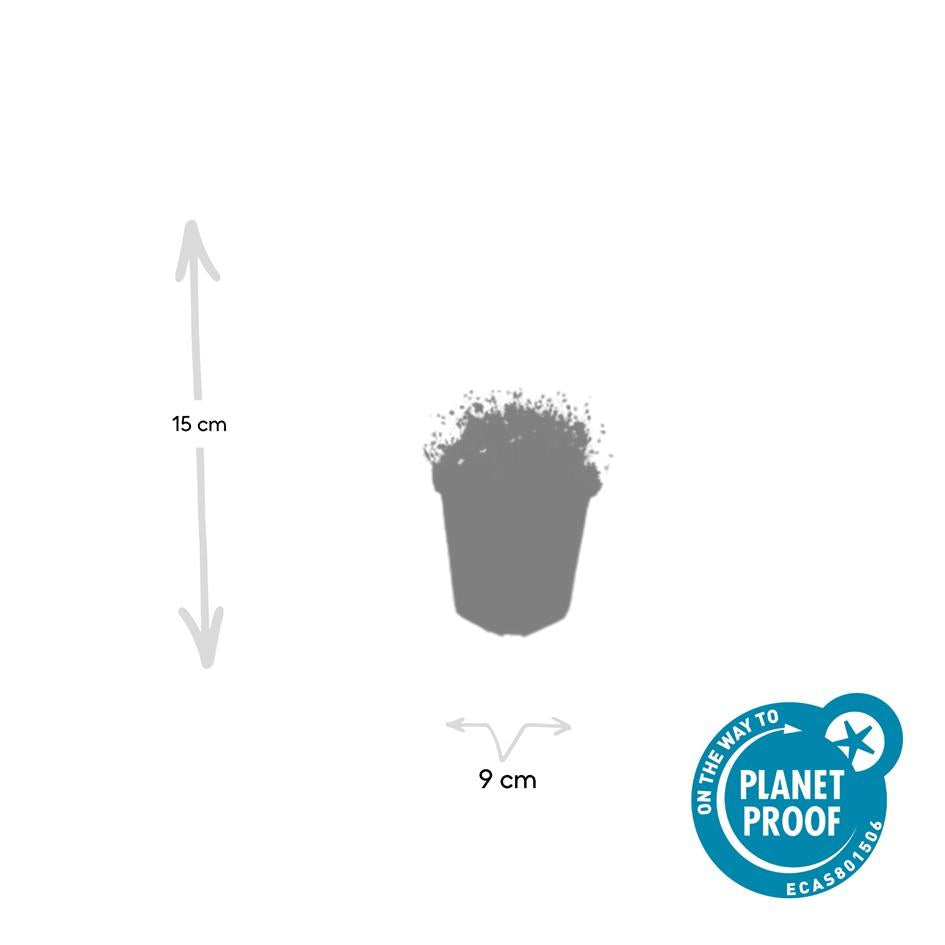 12x Sagina subulata - 10-25cm - Ø9