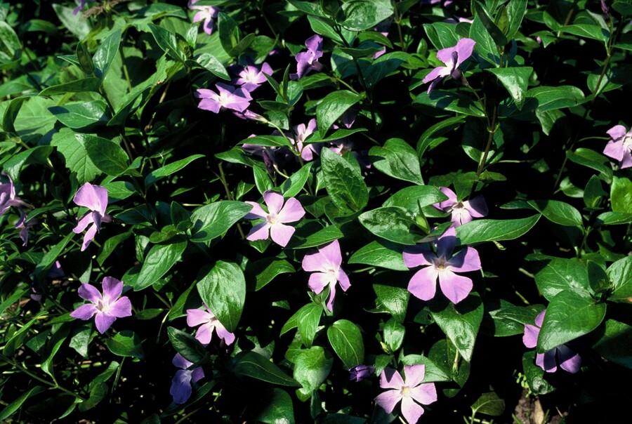12x Vinca major - 10-25cm - Ø9