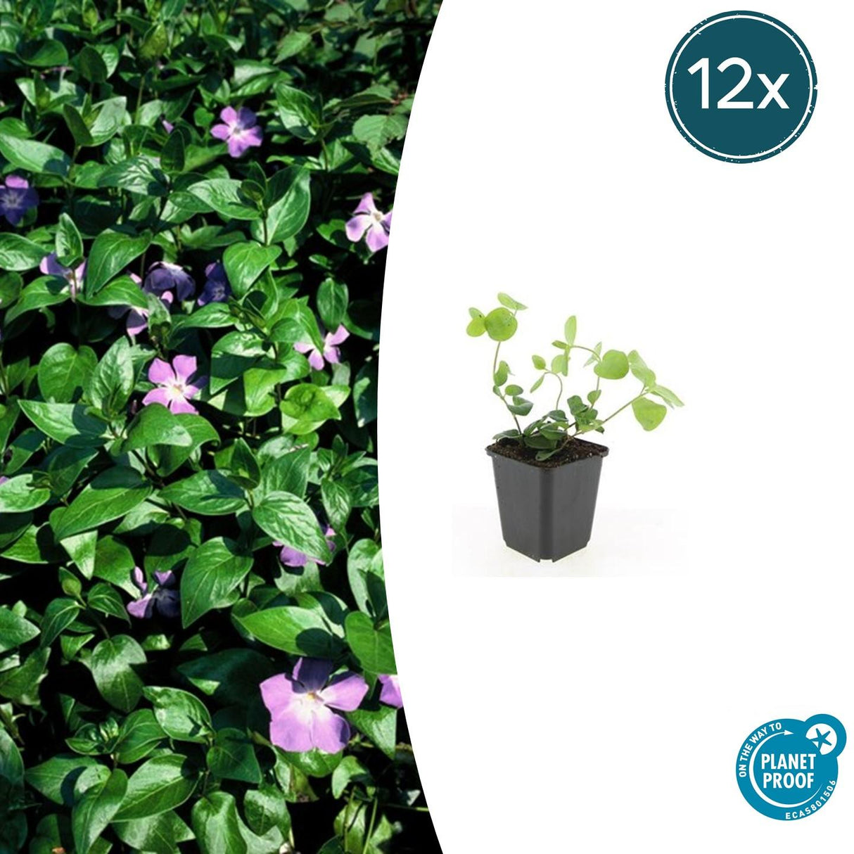 12x Vinca major - 10-25cm - Ø9
