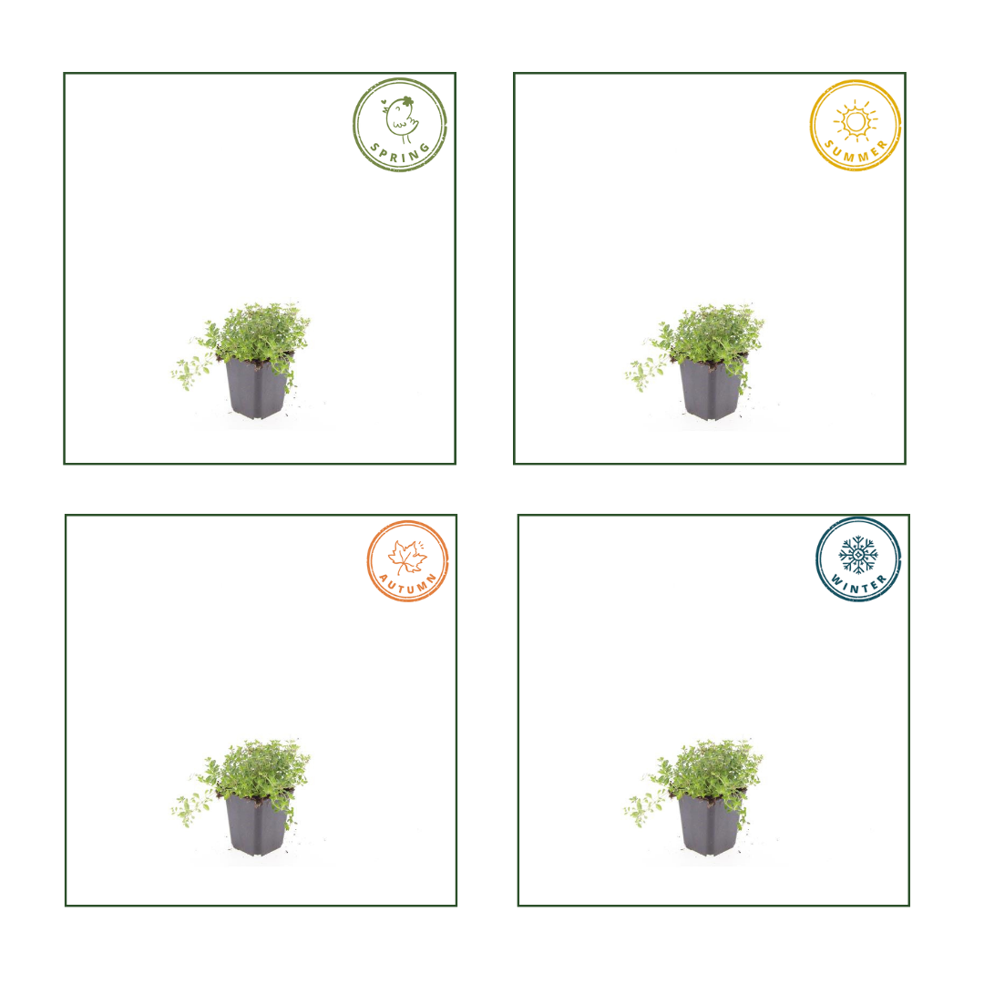 48x thyme serpyllum - 10-25cm - Ø9