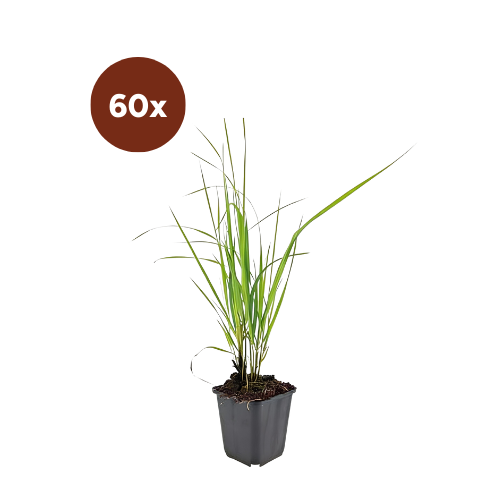 60x Calamagrostis acut. «Karl Foerster» - 10-25 cm - Ø9