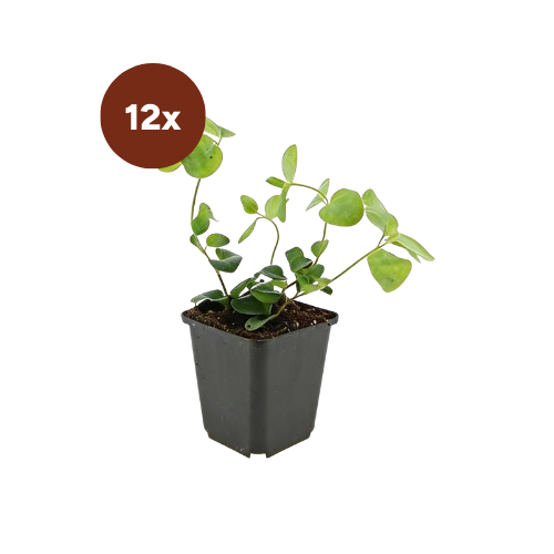 12x Vinca major - 10-25 cm - Ø9