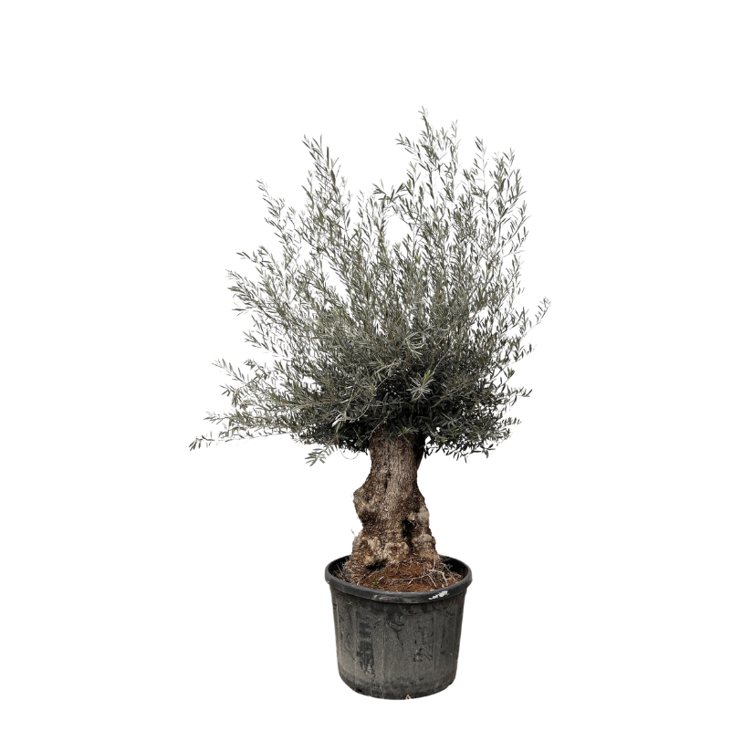 Olea Europaea Bonsái - 270 cm - Ø80