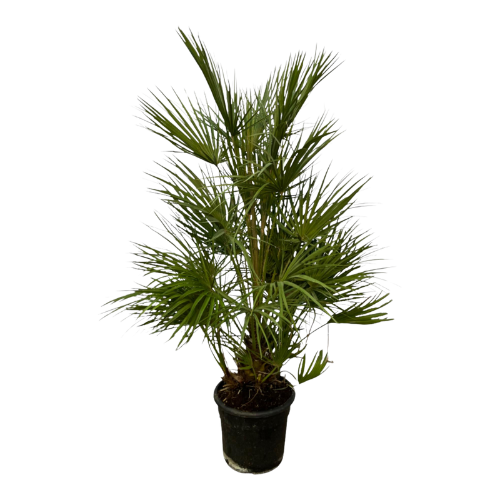 Chamaerops Humilis - 130 cm - Ø24