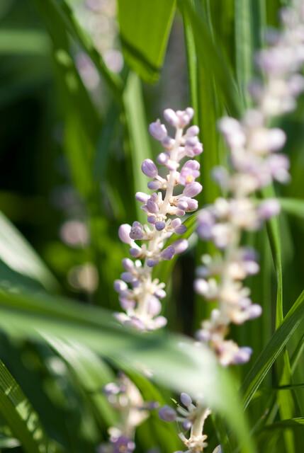 48x Liriope muscari «Monroe White» - 10-25 cm - Ø9