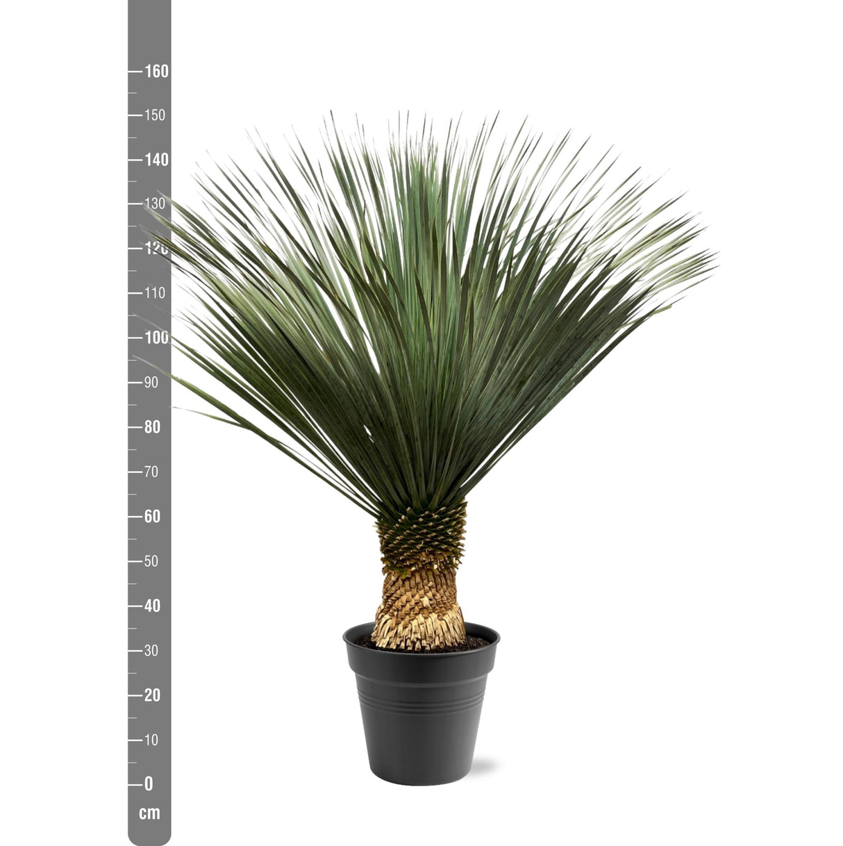 Yuca Rostrata - 140-160 cm - Ø50