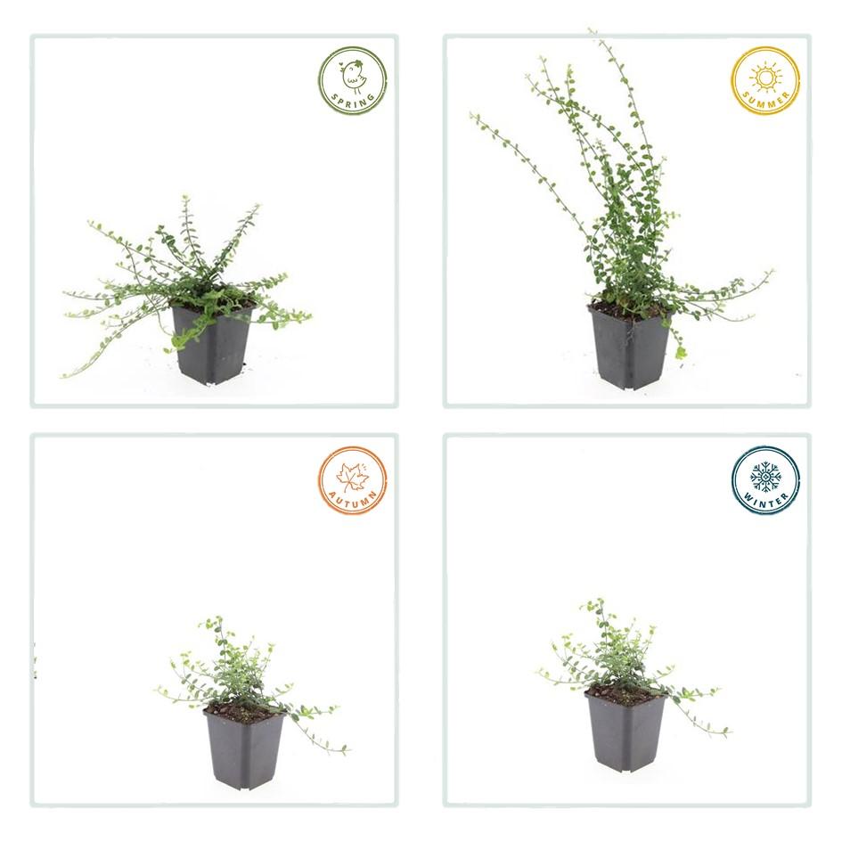 24x Euonymus fort. «Minimus» - 10-25 cm - Ø9