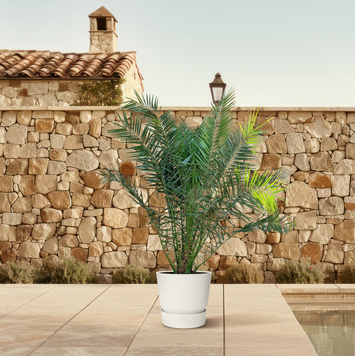 Phoenix Canariensis - 300 cm - Ø50