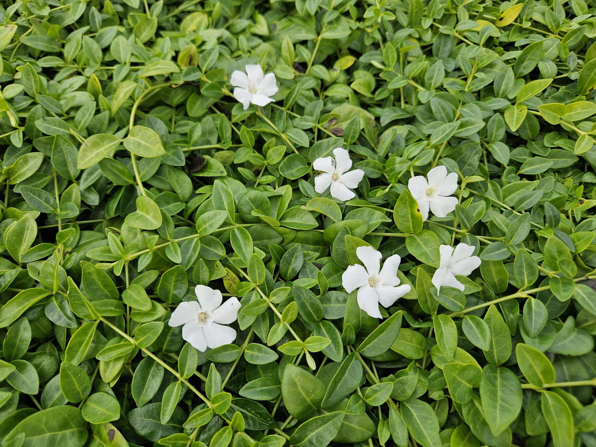 60x Vinca minor «Gertrude Jekyll» - 10-25 cm - Ø9