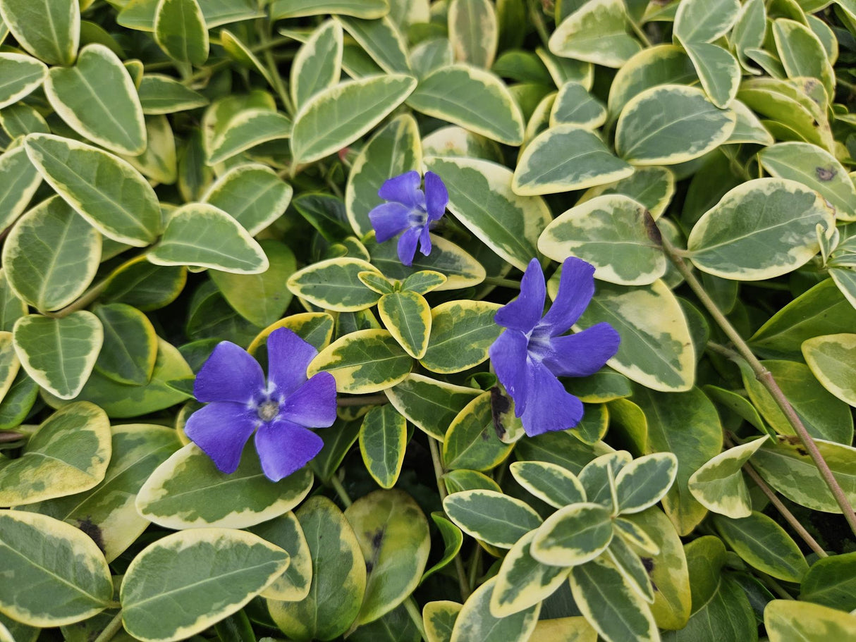 48x Vinca minor «Blue and Gold» - 10-25 cm - Ø9