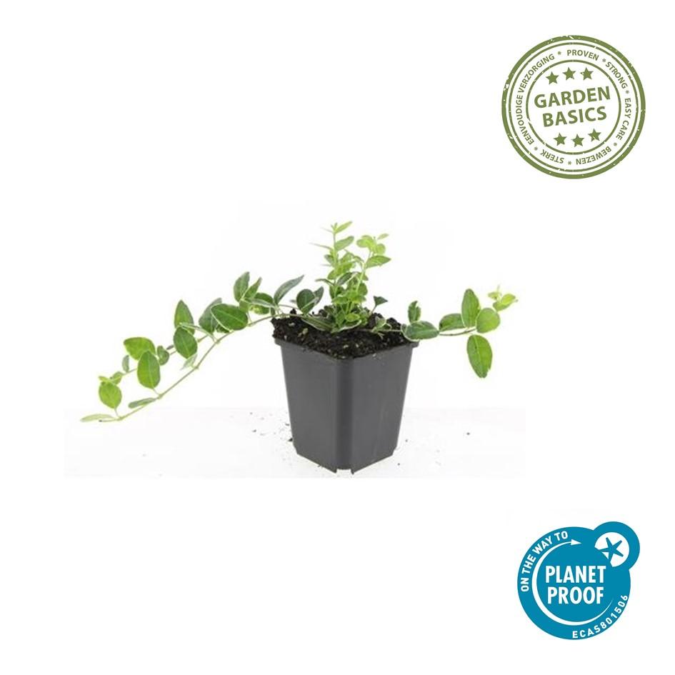 60x Vinca minor «Ralph Shugert» - 10-25 cm - Ø9