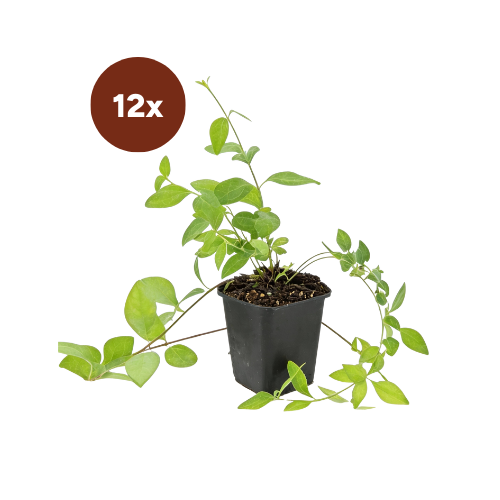 12x Vinca major « Alba » - 10-25 cm - Ø9