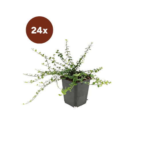24x Euonymus fort. « Minimus » - 10-25 cm - Ø9