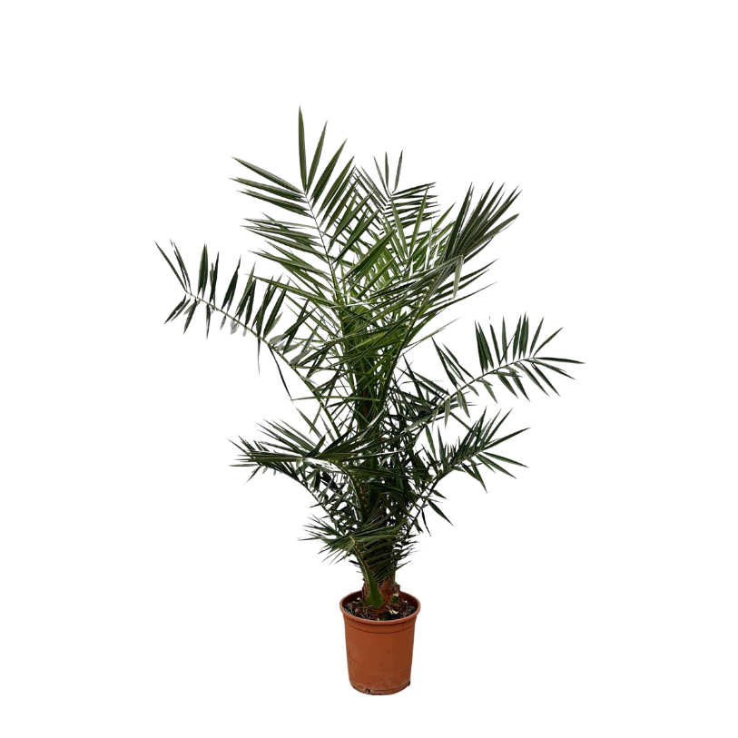 Phoenix Canariensis - 140 cm - Ø21