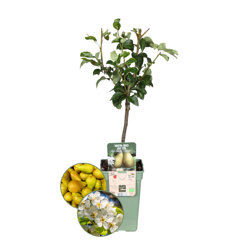 Poirier biologique Pyrus - 60 cm - Ø20