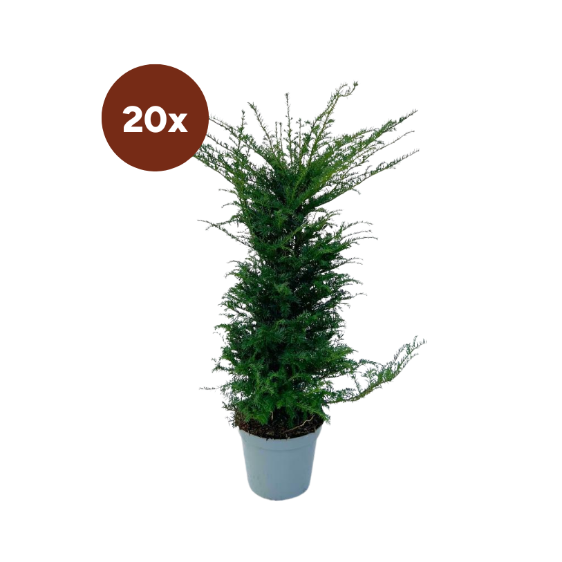 Grands plants de if pour une haie de 10 mètres linéaires | - 12L - 20 x | ↨ 100-125 cm